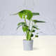 On Trend Indoor Plant and Pot